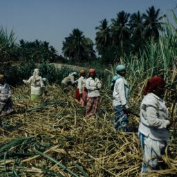 Cane Plantation Photo by Plato Terentev