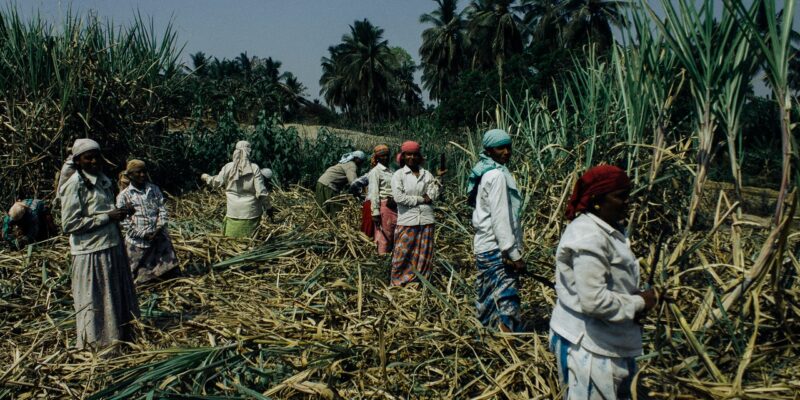 Cane Plantation Photo by Plato Terentev