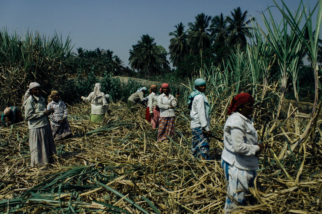 Cane Plantation Photo by Plato Terentev